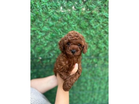 50 günlük erkek poodle