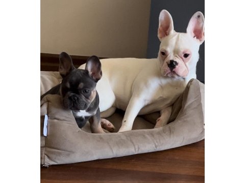 6 aylık tüm aşıları tam french bulldog