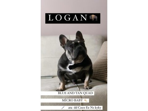 Logan blue and tan auad erkek french bulldog
