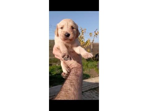 Golden retriever yavrularımız