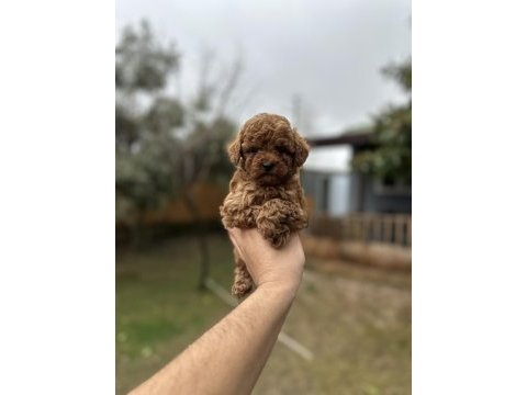 Sağlık ve ırk garantili toy poodle yavrularımız 