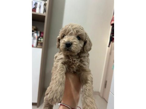 Toy poodle yavrularımız