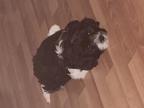 2 aylık maltipoo yavru köpekler
