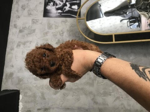 Toy poodle bebeklerim ırk ve sağlık garantili