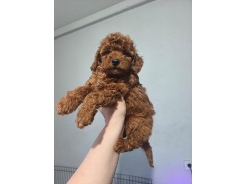 Toy poodle yavrular