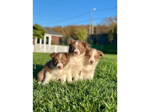 A kalite muhteşem border collie yavruları 