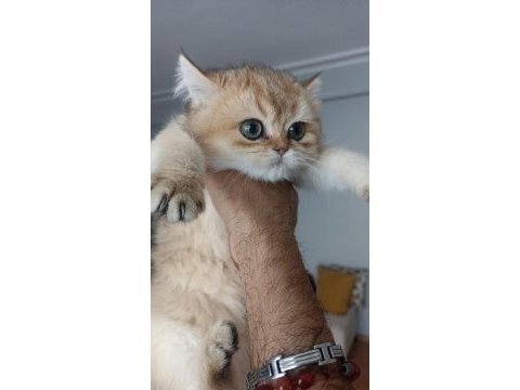 Çok güzel akua gözlü safkan golden kedimiz