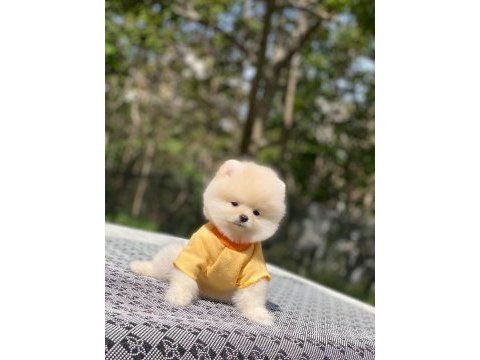 Tatlı pomeranian yavrularımız