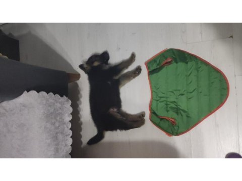 Alman kurdu baba ve oğlu ikisi de sahiplendirilecek