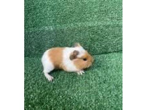 Guinea pig yavruları istanbul kafes seti ve kapıda ödeme