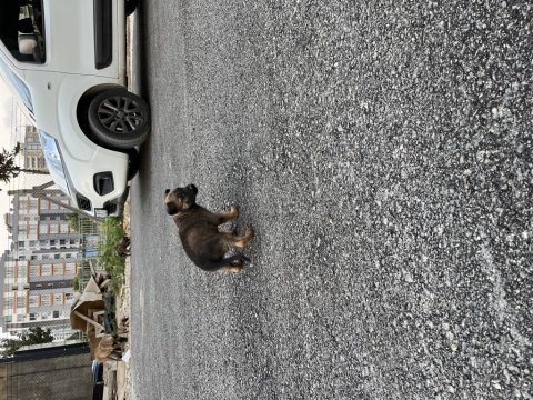 Belçika kurdu köpeğimiz sahiplendirilecek