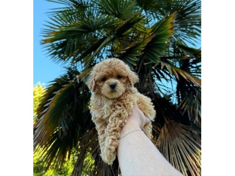 A kalite toy poodle yavrularımız mevcut