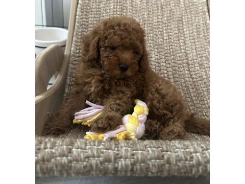 Toy poodle yavruları
