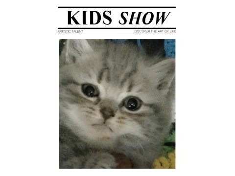 Daha tatlısı british shorthair yok 2 nisan doğumlu dişi