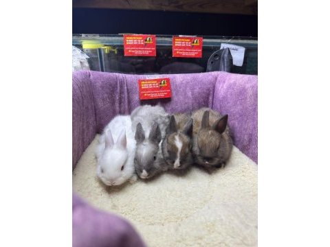 Cüce netherland dwarf tavşanlar