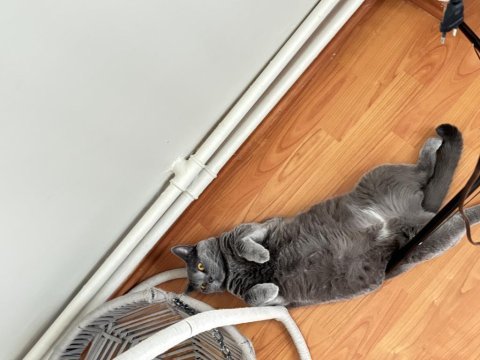 Şifacı pisi çuçu