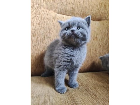 British shorthair 2 aylık bebek erkek