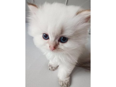 Orjinal british longhair yavrular