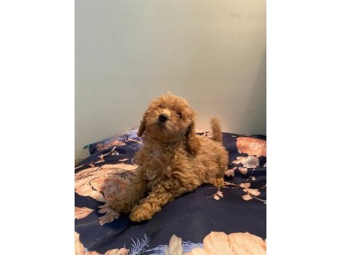 Toy poodle dişi