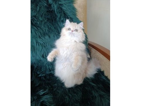 Şecereli safkan dişi british longhair