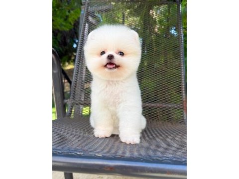 Irk ve sağlık garantili pomeranian boo bebekler