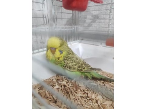 Yeni yeme düşen erkek yavru show jumbo muhabbet kuşu