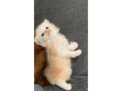 British longhair 35 günlük