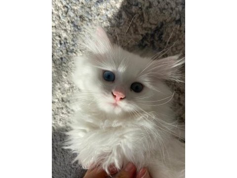 British longhair
