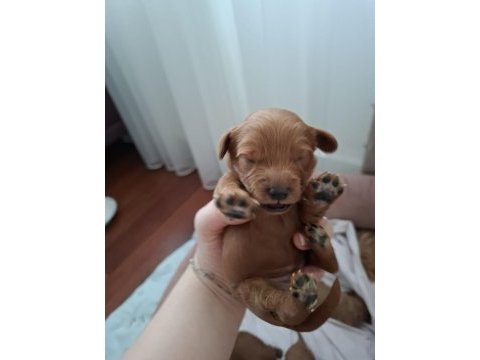 Fırsat yavruları bebek yüzlü maltipoo poodle ayarında