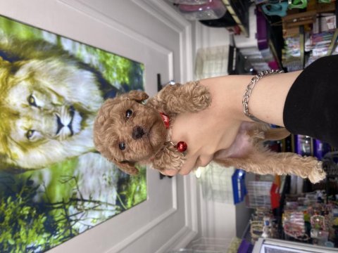 Güzel maltipoo bebekler