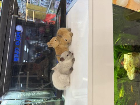 Hollanda cüce tavşan yavruları citypetshop
