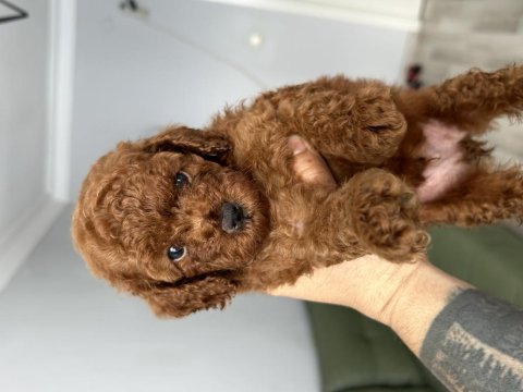 Kore red poodle