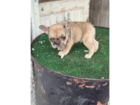 Fransız bulldog köpeğimiz