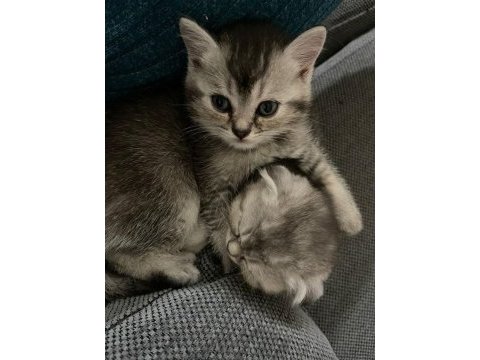 A kalite scottish fold ve british shorthair yavrular
