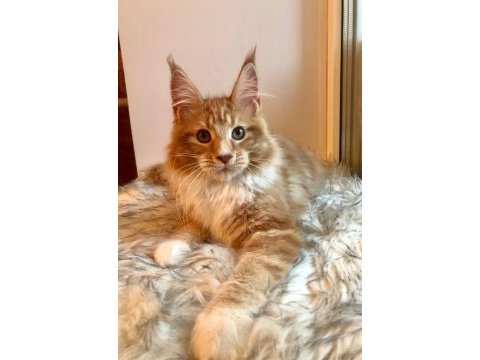 Dev maine coon erkek