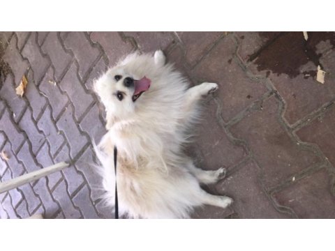 Acil sahiplenme spitz