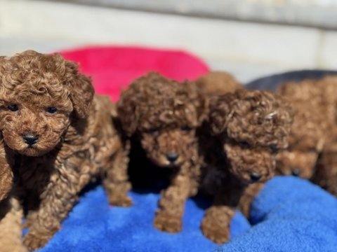 Ankarada ziyarete açık 10 adet toy poodle yavrularımız