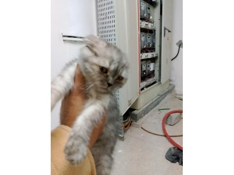 Yeteri kadar anne sütü alan scottish fold yavrumuz