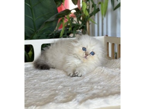 Cüce büyümeyen kısa bacaklı munchkin fold safkan