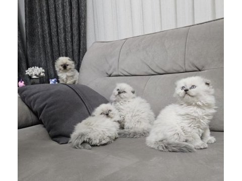Üst kalitede scottish fold longhair kalıcı mavi gözlü