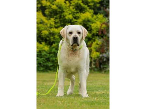 Şecereli safkan labrador retriever yavruları