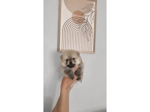 Pomeranian boo erkek ve dişi yavrularımız