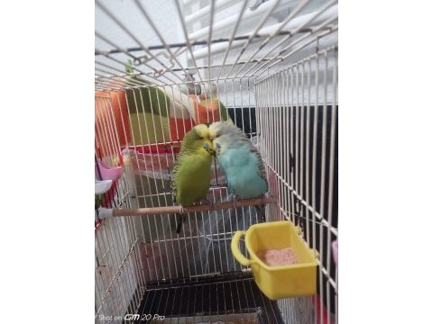 Jumbo ve show muhabbet kuşu toplu herşeyi ile verilicektir