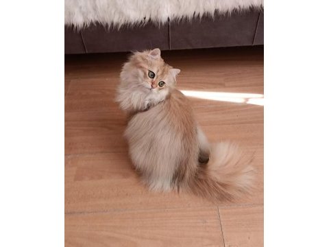 British longhair lilak golden erkek sevimli cana yakın