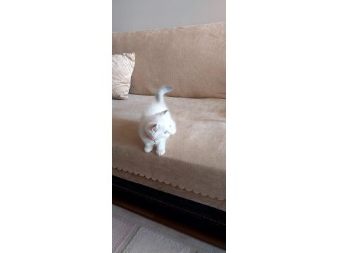 Acil sahiplendirme kedi