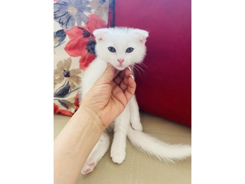 Scottish fold bebek