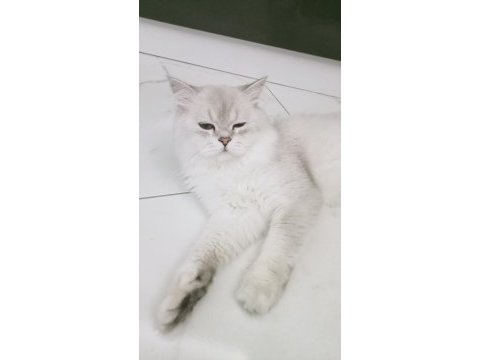 British longhair bal yavrumuza yuva arıyoruz