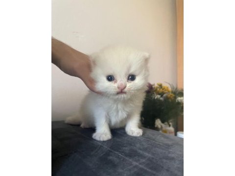 A kalite safkan british longhair