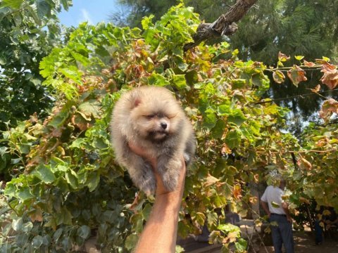 Pomeranian boo erkek