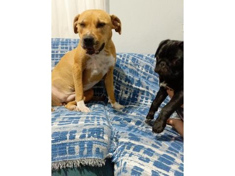 3 aylık siyah erkek pug